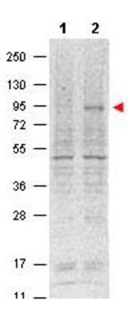 Phospho-Stat5 (Tyr694) Monoclonal Antibody (5F6.F1), Rockland 25 &mu;L;