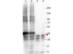 NAG-1 Monoclonal Antibody (23G10.E4.F8), Rockland:Antibodies:Primary Antibodies