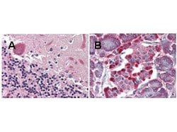 LGR4 Monoclonal Antibody (6G8.B3.G5.C3), Rockland:Antibodies:Primary Antibodies