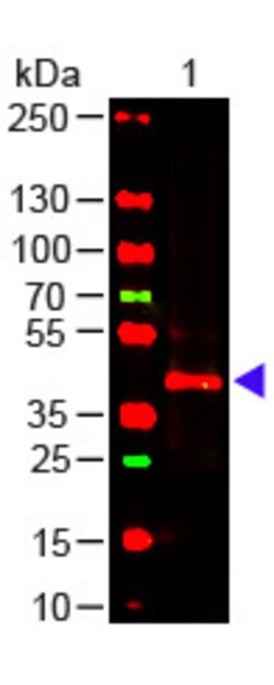 TRPC6 Monoclonal Antibody (3F2.H10.F2), Rockland:Antibodies:Primary Antibodies
