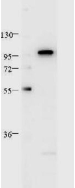 Stat2 Monoclonal Antibody (19G8.H2.H6), Rockland 25 &mu;L; Unconjugated:Antibodies,