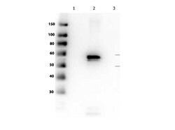 AKT2 Monoclonal Antibody (16C8.E4.G7.E9), Rockland 100 &mu;g; Unconjugated:Antibodies,