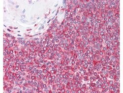 beta Actin Monoclonal Antibody (3H2.E4.E12), Rockland 100 &mu;g; Unconjugated:Antibodies,