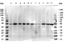 beta Actin Monoclonal Antibody (3H2.E4.E12), Rockland 100 &mu;g; Unconjugated:Antibodies,
