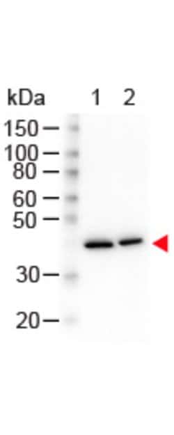 beta Actin Monoclonal Antibody (3H2.E4.E12), Rockland 100 &mu;g; Unconjugated:Antibodies,
