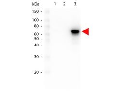 AKT3 Monoclonal Antibody (25F6.F6.D8), Rockland 100 &mu;g; Unconjugated:Antibodies,