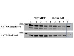 AKT3 Monoclonal Antibody (25F6.F6.D8), Rockland 100 &mu;g; Unconjugated:Antibodies,