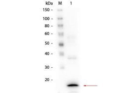 Procalcitonin Monoclonal Antibody (4C8.H6.D4), Rockland 100 &mu;g; Unconjugated:Antibodies,