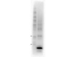 Procalcitonin Monoclonal Antibody (22C1.C7.C6.B8.B7.G8), Rockland 100 &mu;g | Buy Online | Rockland Immunochemicals | Fisher Scientific