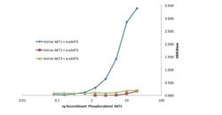 AKT1 Monoclonal Antibody (14E5.A2.B2.H9), Rockland 100 &mu;g; Unconjugated:Antibodies,