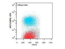 AKT1 Monoclonal Antibody (14E5.A2.B2.H9), Rockland 100 &mu;g; Unconjugated:Antibodies,
