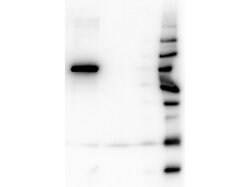 AKT1 Monoclonal Antibody (14E5.A2.B2.H9), Rockland 100 &mu;g; Unconjugated:Antibodies,