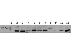 AKT1 Monoclonal Antibody (14E5.A2.B2.H9), Rockland 100 &mu;g; Unconjugated:Antibodies,