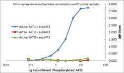 AKT1 Monoclonal Antibody (5E5.F5.D7), Rockland 100 &mu;g; Unconjugated:Antibodies,