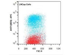 AKT1 Monoclonal Antibody (5E5.F5.D7), Rockland 100 &mu;g; Unconjugated:Antibodies,