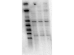 AKT1 Monoclonal Antibody (5E5.F5.D7), Rockland 100 &mu;g; Unconjugated:Antibodies,