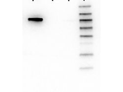 AKT1 Monoclonal Antibody (5E5.F5.D7), Rockland 100 &mu;g; Unconjugated:Antibodies,