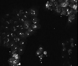AKT3 Monoclonal Antibody (9A5.H9.G7), Rockland 1 mg; Unconjugated:Antibodies,