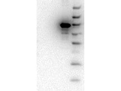 AKT3 Monoclonal Antibody (9A5.H9.G7), Rockland 1 mg; Unconjugated:Antibodies,