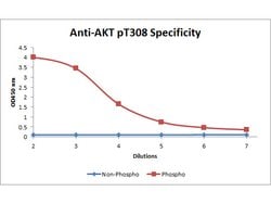 Phospho-AKT (Thr308) Mouse anti-Human, Monkey, Mouse, Rat, Biotin, Clone: