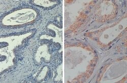 Phospho-AKT (Thr308) Mouse anti-Human, Monkey, Mouse, Rat, Biotin, Clone: