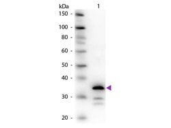Carboxypeptidase B Polyclonal Antibody, Rockland 100 &mu;g; Unconjugated:Antibodies,