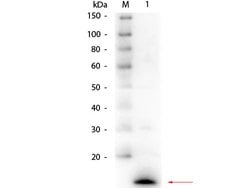 Lysozyme Polyclonal Antibody, Rockland 100 &mu;g; Unconjugated:Antibodies,