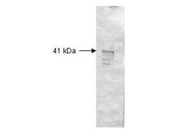 Dextranase Polyclonal Antibody, Rockland 100 &mu;g; Unconjugated:Antibodies,