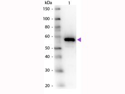 Carboxypeptidase Y Polyclonal Antibody, Rockland 100 &mu;g; Unconjugated:Antibodies,