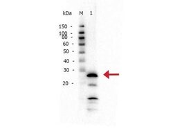 Trypsin Polyclonal Antibody, Rockland:Antibodies:Primary Antibodies