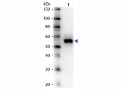 Alkaline Phosphatase Polyclonal Antibody, Rockland 25 &mu;L; Unconjugated:Antibodies,