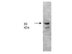 Alkaline Phosphatase Polyclonal Antibody, Rockland 25 &mu;L; Unconjugated:Antibodies,