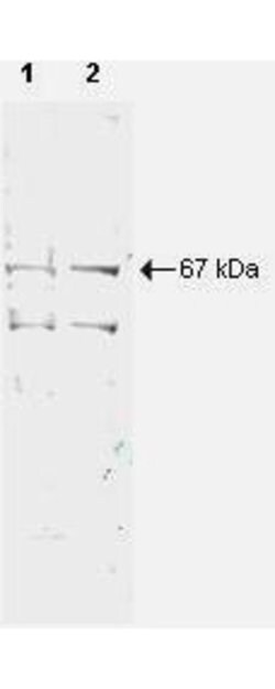 NRF1Rabbit anti-Mouse, Polyclonal, Rockland 500 &mu;g; Unconjugated:Antibodies,