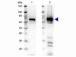 NRF1Rabbit anti-Mouse, Polyclonal, Rockland 500 &mu;g; Unconjugated:Antibodies,