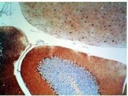 S100 ProteinRabbit anti-Bovine, Polyclonal, Rockland 500 &mu;g; Unconjugated:Antibodies,
