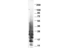 IL13 Polyclonal Antibody, Rockland 100 &mu;g; Unconjugated:Antibodies,