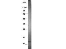 CCL3L1 Polyclonal Antibody, Rockland 25 &mu;L; Unconjugated:Antibodies,