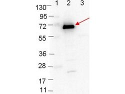 OspC Polyclonal Antibody, Rockland:Antibodies:Primary Antibodies