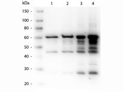 p35 Polyclonal Antibody, Rockland 100 &mu;g; Unconjugated:Antibodies, Polyclonal