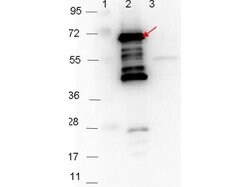 p35 Polyclonal Antibody, Rockland 100 &mu;g; Unconjugated:Antibodies, Polyclonal