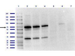 OspA Polyclonal Antibody, Rockland 100 &mu;g; Unconjugated:Antibodies,