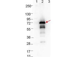 OspA Polyclonal Antibody, Rockland 100 &mu;g; Unconjugated:Antibodies,