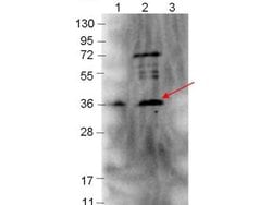 p39 Polyclonal Antibody, Rockland 25 &mu;L; Unconjugated:Antibodies, Polyclonal