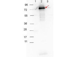 Surface Lipoprotein p27 Polyclonal Antibody, Rockland 100 &mu;g | Buy Online | Rockland Immunochemicals | Fisher Scientific