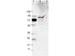 VlsE Polyclonal Antibody, Rockland 25 &mu;L; Unconjugated:Antibodies, Polyclonal