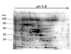 E.coli Combined HCP Polyclonal Antibody, Rockland:Antibodies:Primary Antibodies