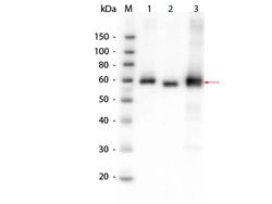 AKT Polyclonal Antibody, Rockland 25 &mu;L; Unconjugated:Antibodies, Polyclonal