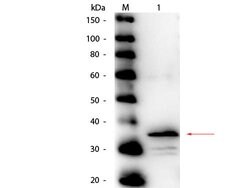 Carboxypeptidase B Polyclonal Antibody, HRP, Rockland:Antibodies:Primary