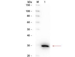 Carbonic Anhydrase II Polyclonal Antibody, HRP, Rockland 100 μg; HRP:Antibodies,