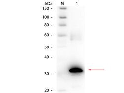 Carbonic Anhydrase II Polyclonal Antibody, Biotin, Rockland 25 &mu;L; Biotin:Antibodies,